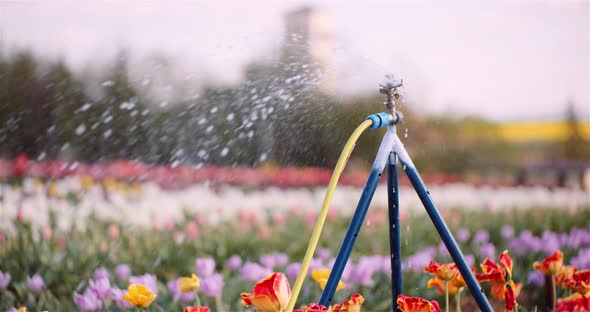 Agriculture - Water Sprinkler Watering Tulips at Flower Plantation Farm. alt