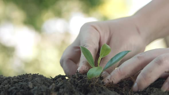Close up hands plant small tree green leaf. Save the earth for planting forest alt