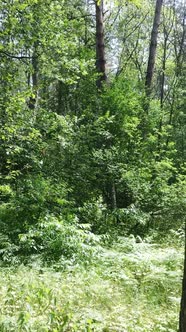 Vertical Video of a Forest with Trees alt