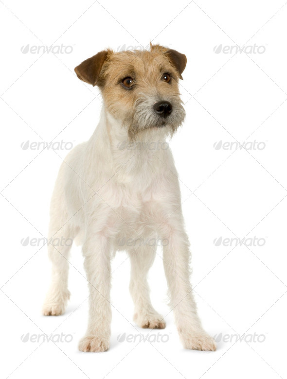 Jack russell - Stock Photo - Images