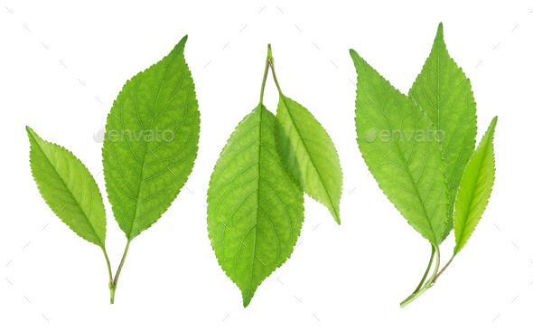 Cherry leaves isolated on white background Stock Photo by xamtiw ...