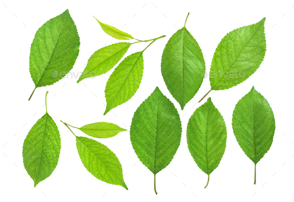 Cherry leaves isolated on white background Stock Photo by xamtiw ...