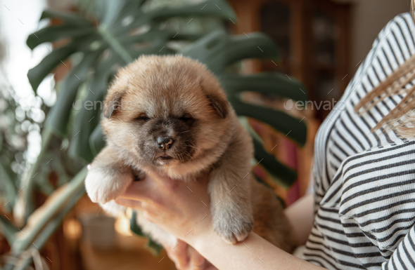 tiny fluffy puppy