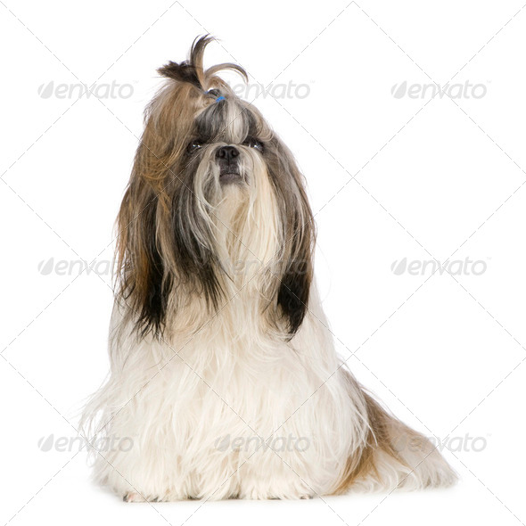 Shih Tzu (15 months) - Stock Photo - Images