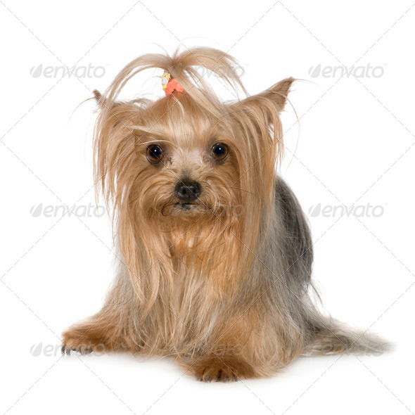 Yorkshire Terrier (3 years) - Stock Photo - Images