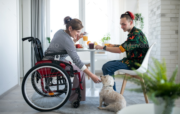 Disabled mature woman in wheelchair sitting at the table with a son and dog indoors at home, eating