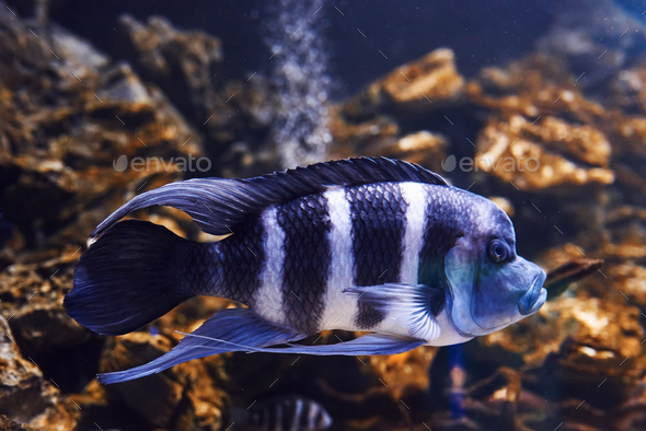 Cyphotilapia frontosa. Underwater close up view of tropical fishes. Life in ocean - Stock Photo - Images