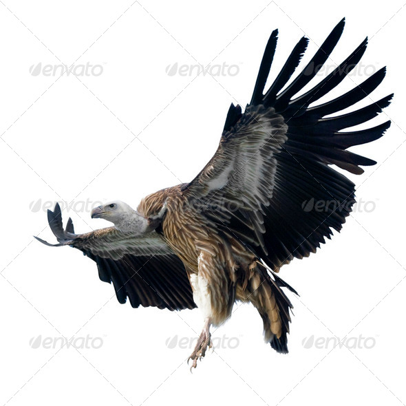 Griffon Vulture - Gyps fulvus - Stock Photo - Images
