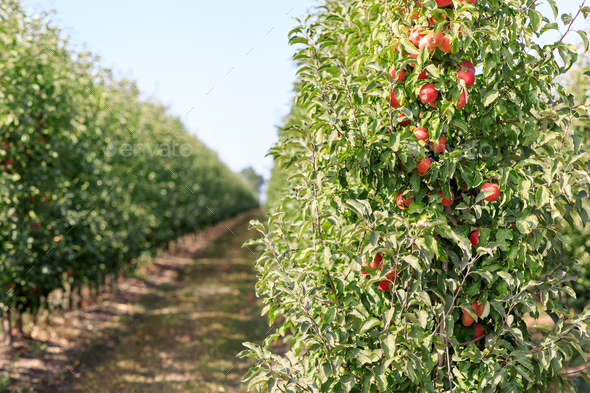 Picture of ripe apples in garden ready for harvest, morning shot. Industry, production and business