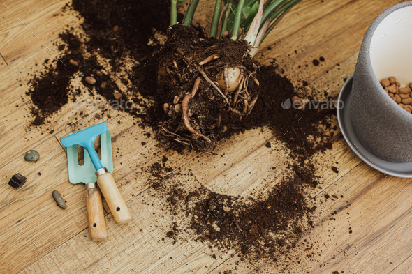 Repotting Zamioculcas Plant In Modern Pot Zz Roots Leaves Pot Drainage Tools Soil On Floor Stock Photo By Sonyachny