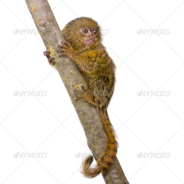 Pygmy Marmoset (5 weeks) - Callithrix (Cebuella) pygmaea - Stock Photo - Images