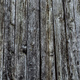 Texture of old gray tree - PhotoDune Item for Sale
