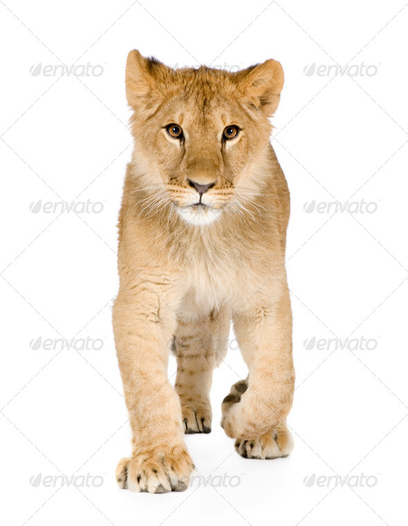 Lion cub (8 months) - Stock Photo - Images