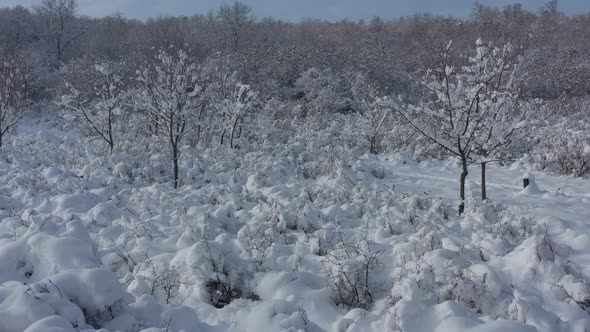 Snowed trees and vegetation by December 4K drone video alt