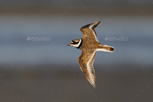 Common ringed plover (Charadrius hiaticula) in its natural enviroment - Stock Photo - Images