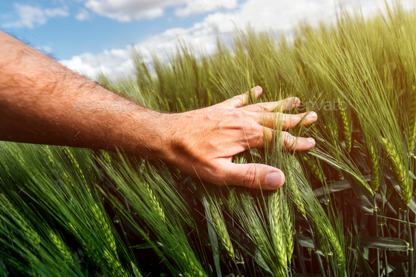 Wheat crop management, care and responsibility for cultivated crops, farmer touching cereal plant - Stock Photo - Images