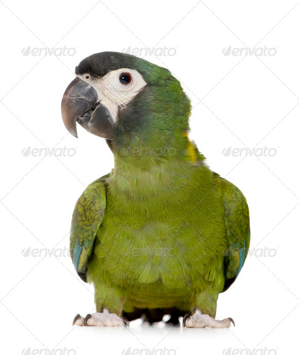 Young Yellow collared Macaw - Primolius auricollis - Stock Photo - Images