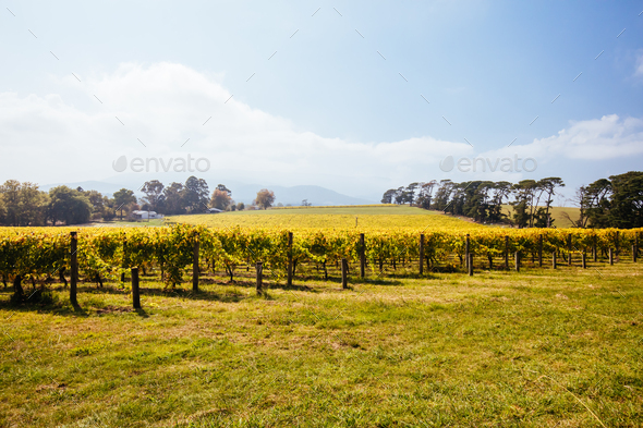 Seville East Vineyard in Australia - Stock Photo - Images