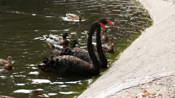 Two black swans with a red beak swim in the pond and people feed them with food. Bird black swan. alt