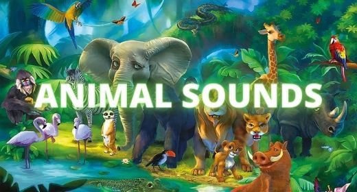 ANIMAL SOUNDS
