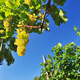White grapes with blue sky in the background - PhotoDune Item for Sale