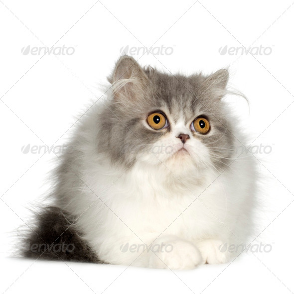 6 month deals old persian kitten