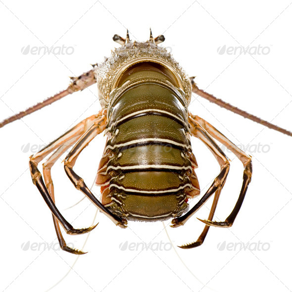 Spiny lobster - Palinuridae - Stock Photo - Images