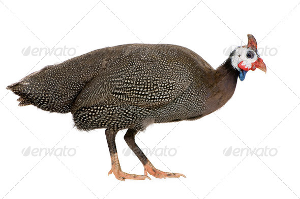 Helmeted guinea fowl - Numida meleagris - Stock Photo - Images