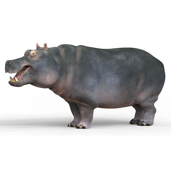 Hippopotamus With PBR - 3Docean 32567261