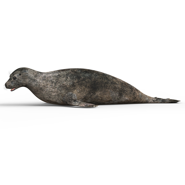 Seal With PBR - 3Docean 32567305