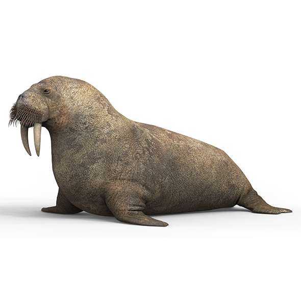Walrus With PBR - 3Docean 32567487