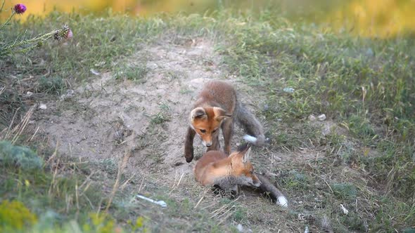 Two Little Red Fox playing near their burrows. Slow motion