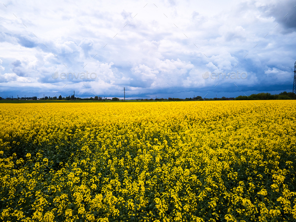 Aerial view of spring rapeseed flower field - Stock Photo - Images