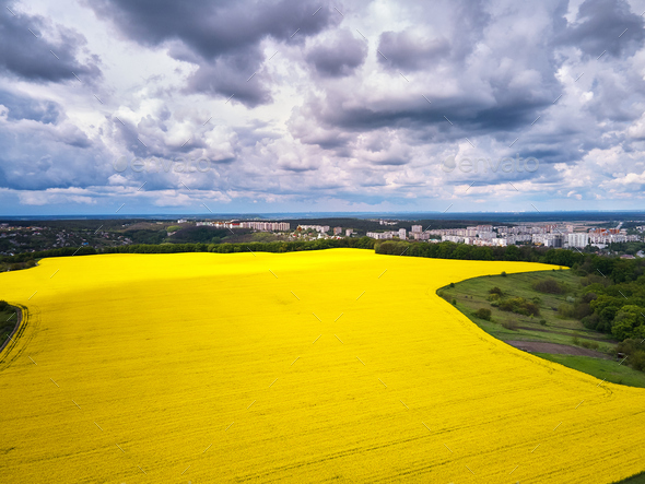 Aerial view of spring rapeseed flower field - Stock Photo - Images
