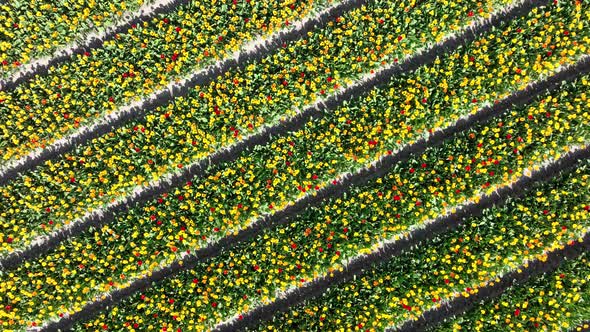 Flower and Tulip Vibrant Bright Colored Blossom Fields in Springtime the Netherlands alt