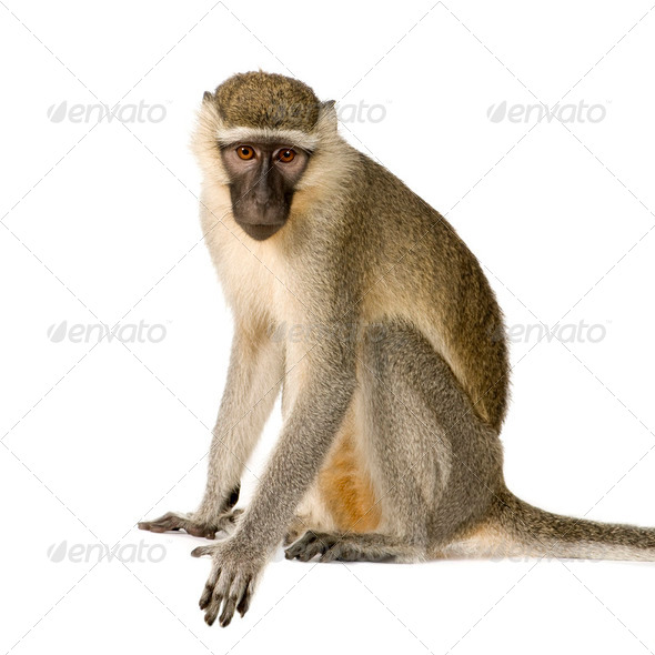 Vervet Monkey - Chlorocebus pygerythrus - Stock Photo - Images