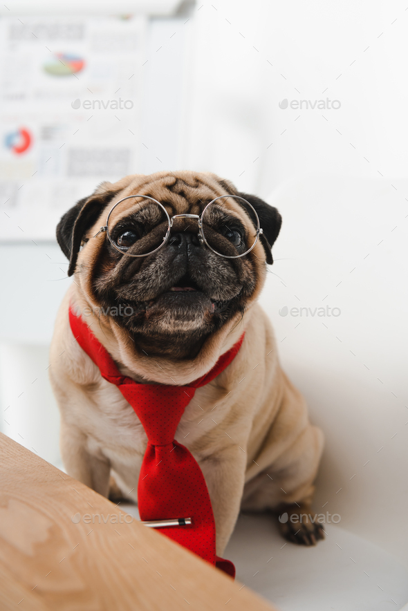 pug necktie