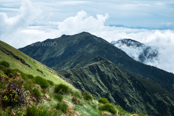 Lush green grass covered mountains meadow - Stock Photo - Images