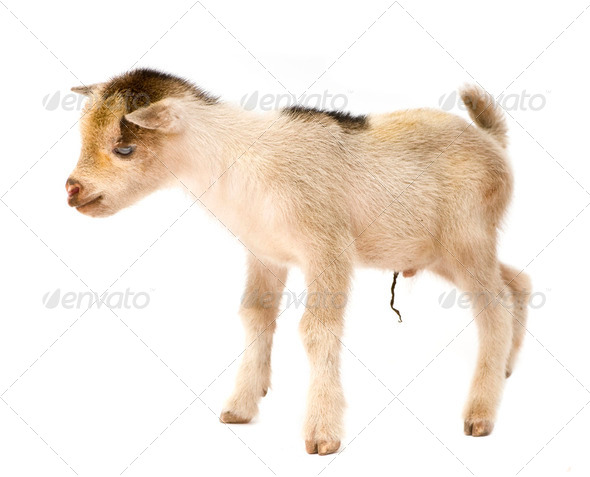 Young Pygmy goat - Stock Photo - Images