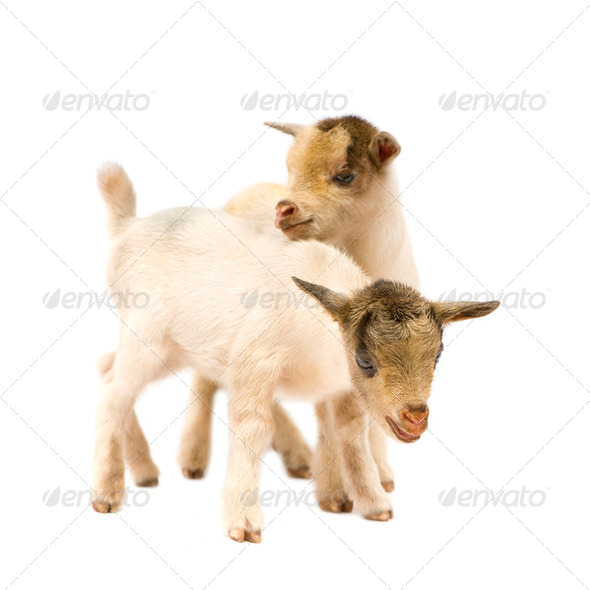 Young Pygmy goat - Stock Photo - Images