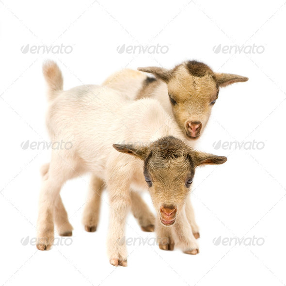 Young Pygmy goat - Stock Photo - Images