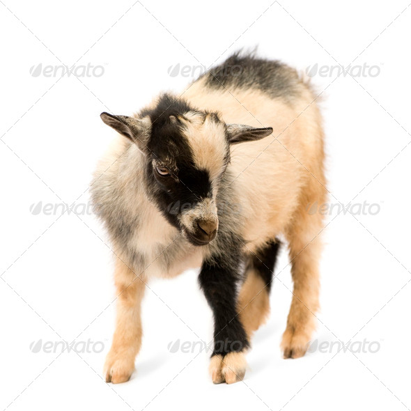 Young Pygmy goat - Stock Photo - Images