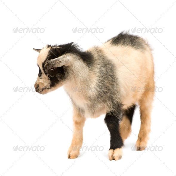 Young Pygmy goat - Stock Photo - Images
