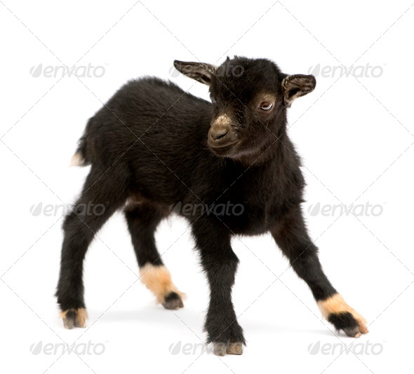 Young Pygmy goat - Stock Photo - Images