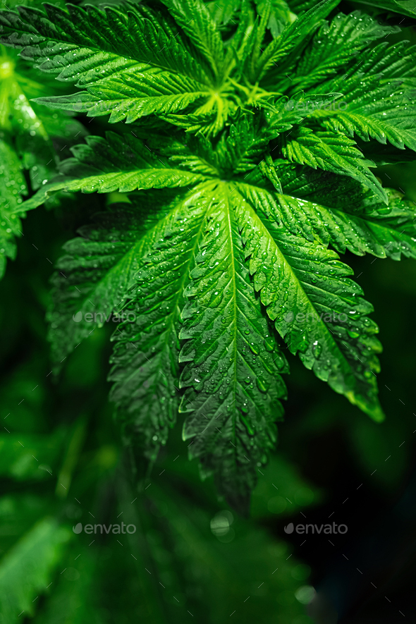 Closeup of Hemp Leaves with  Leaves. Water Droplets on  the Marijuana Leaves. Stock Photo by zhenny-zhenny