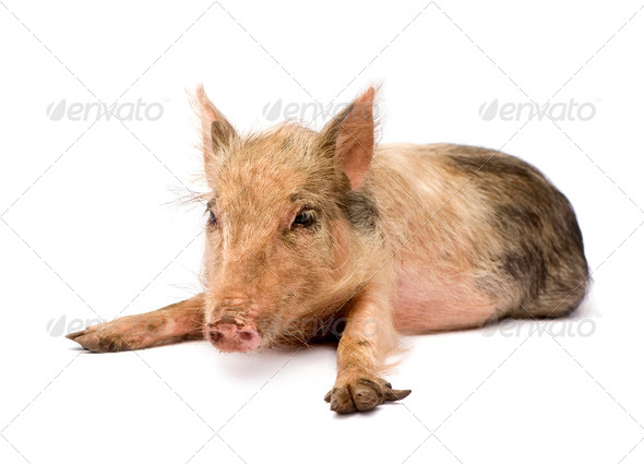 Pigglet - Stock Photo - Images