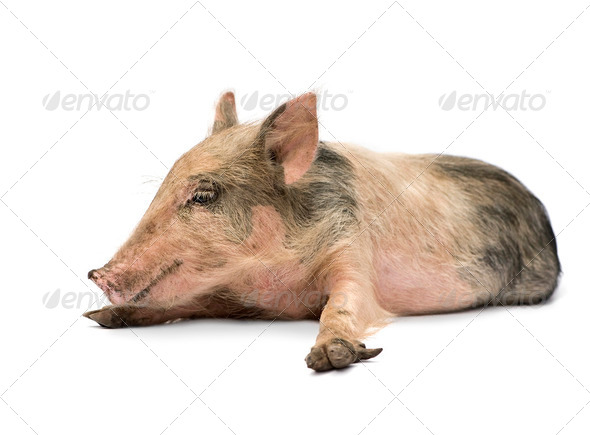 Pigglet - Stock Photo - Images
