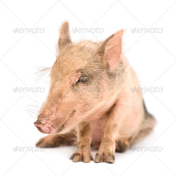 Pigglet - Stock Photo - Images
