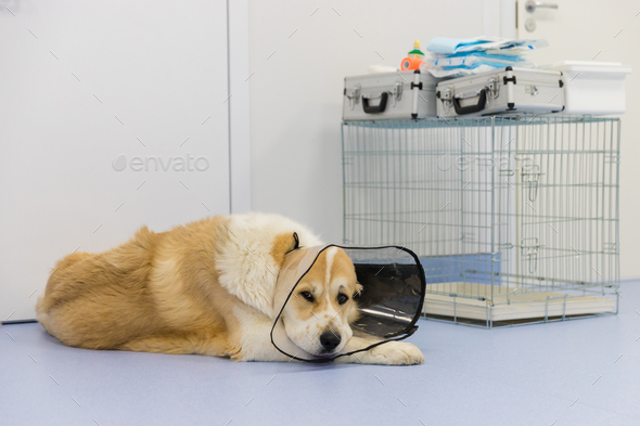 Sick dog wearing Elizabethan plastic cone medical collar around neck after surgery in vet clinic Stock Photo by varyapigu