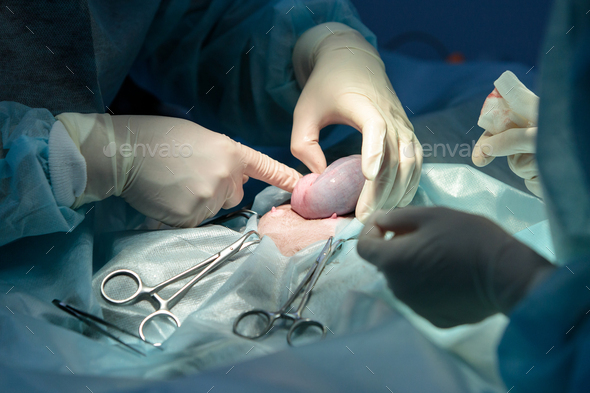 Veterinary surgery, operation, laparotomy. Close up of cesarean section of cat